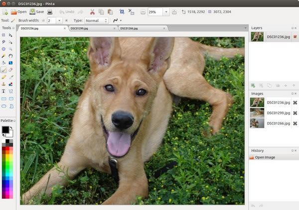 PintaԶ˹ٷ2024°ɫذװ