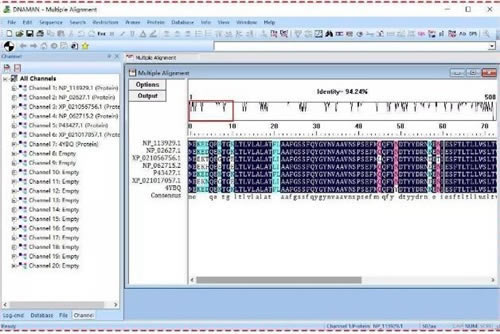DnaMan������ô�������бȶ�ͼ