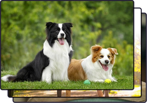 金舟苹果HEIC图片转换器截图2