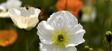 捕影工匠中文版怎么使用