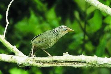 画眉鸟叫声mp3下载