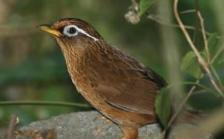 母画眉鸟叫声大全mp3免费下载